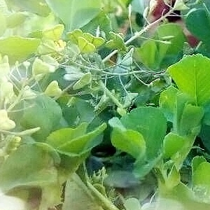 珠珠
