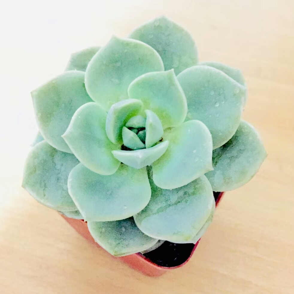 何宝兰